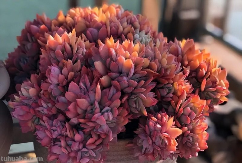 6种好似“仙女”的多肉植物，皮实好养爱爆盆，一次养十盆不嫌多