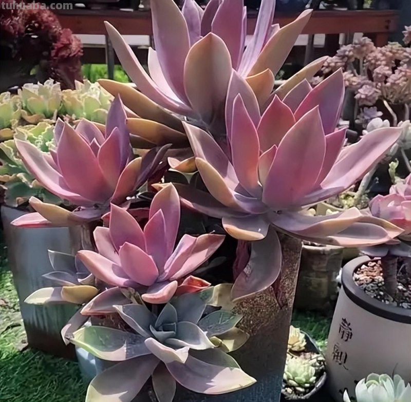 6种好似“仙女”的多肉植物，皮实好养爱爆盆，一次养十盆不嫌多