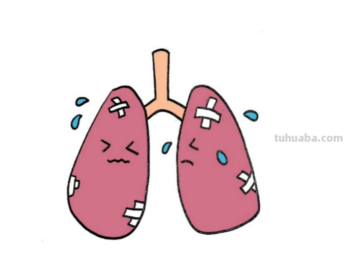 怎么简笔画肺 器官的笔画笔顺？