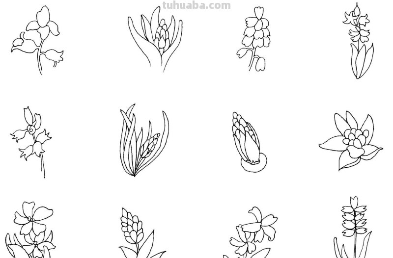 干货！8种常见花卉简笔画，学习绘画必备好素材