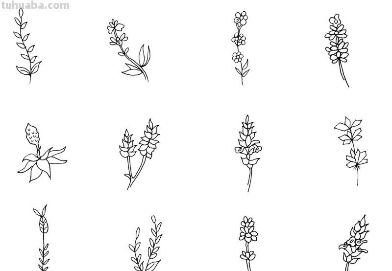 干货！8种常见花卉简笔画，学习绘画必备好素材