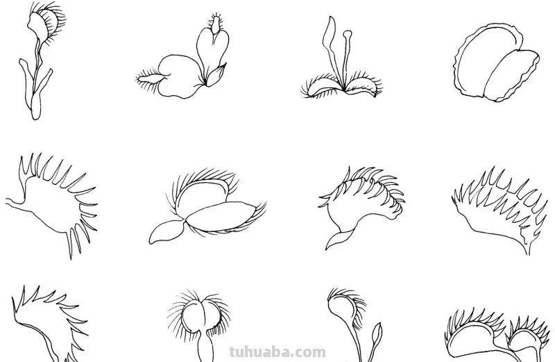 干货！8种常见花卉简笔画，学习绘画必备好素材