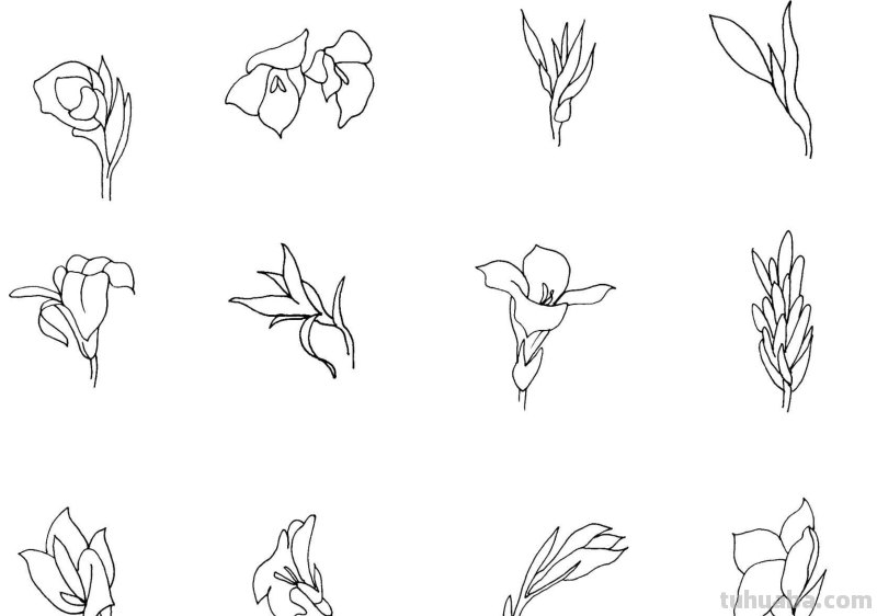 干货！8种常见花卉简笔画，学习绘画必备好素材