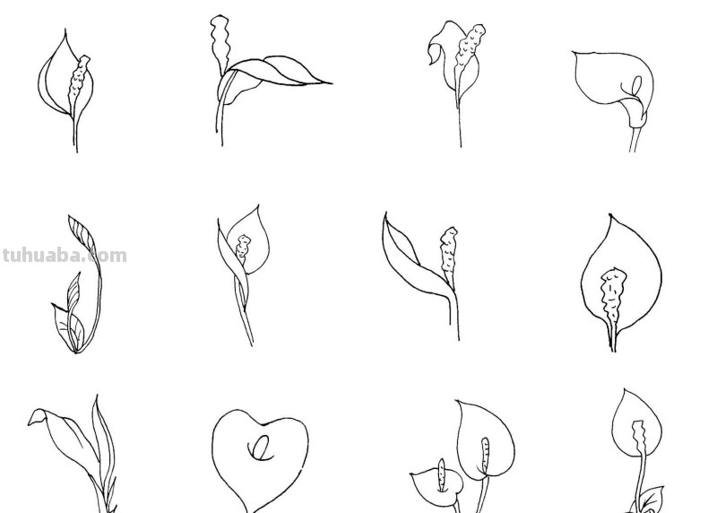 干货！8种常见花卉简笔画，学习绘画必备好素材