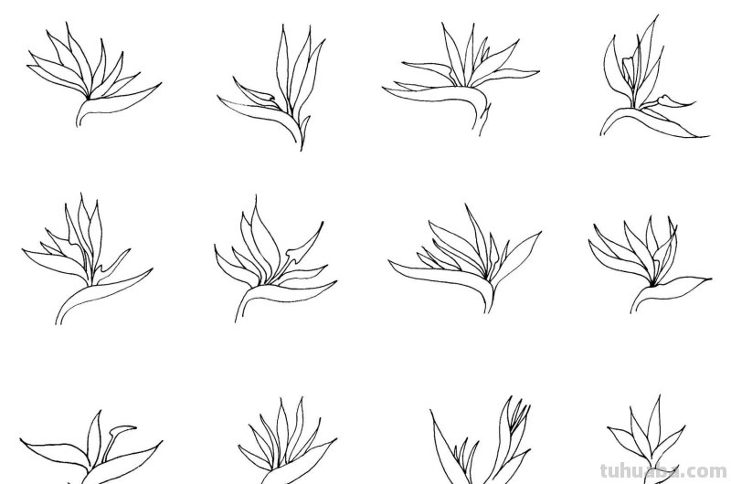 干货！8种常见花卉简笔画，学习绘画必备好素材