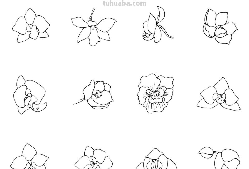 干货！8种常见花卉简笔画，学习绘画必备好素材