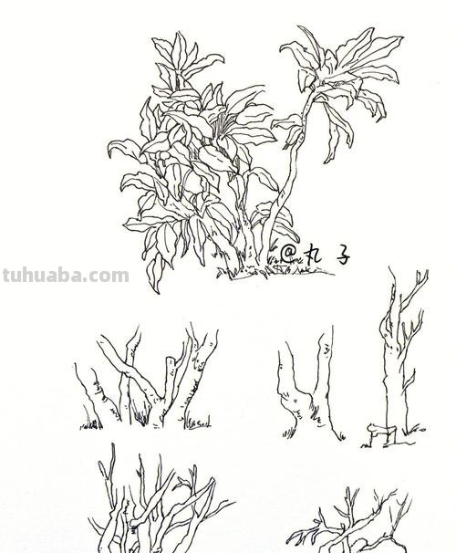 一组植物手绘