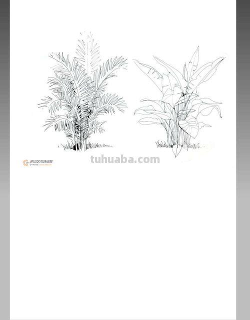 一组植物手绘
