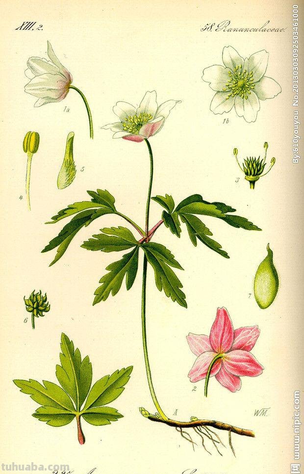 一组植物手绘