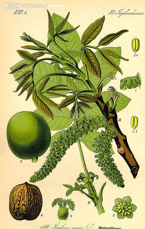 一组植物手绘