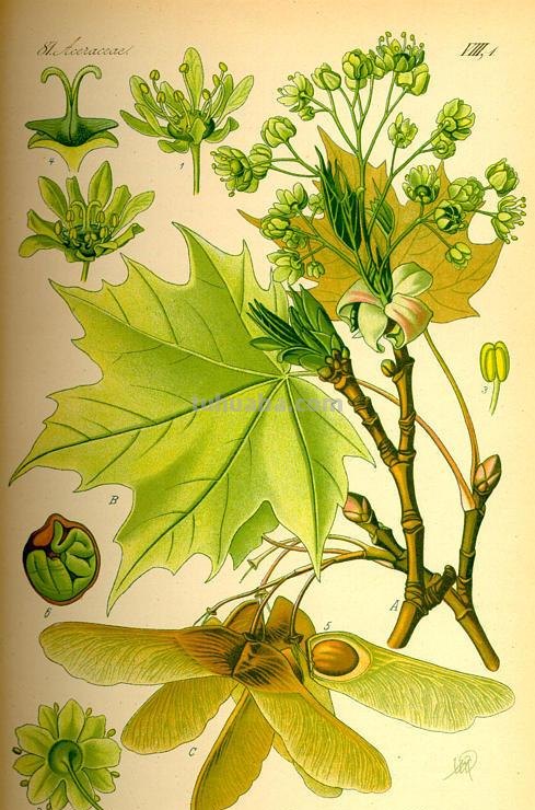 一组植物手绘