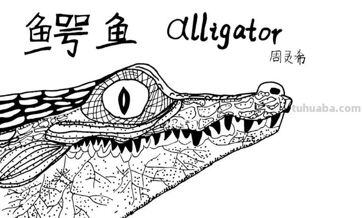 鳄鱼头速写 鳄鱼画法教程。怎么画鳄鱼，如何画鳄鱼？简笔画？