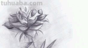 素描花朵图片简单唯美