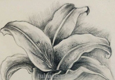 素描花朵图片简单唯美