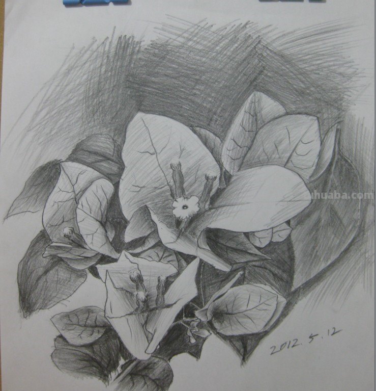 素描花朵图片简单唯美