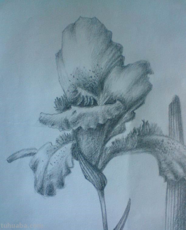 素描花朵图片简单唯美