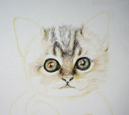 小猫怎么画彩铅画图片 彩色铅笔画可爱的小猫咪的教程详细步骤?