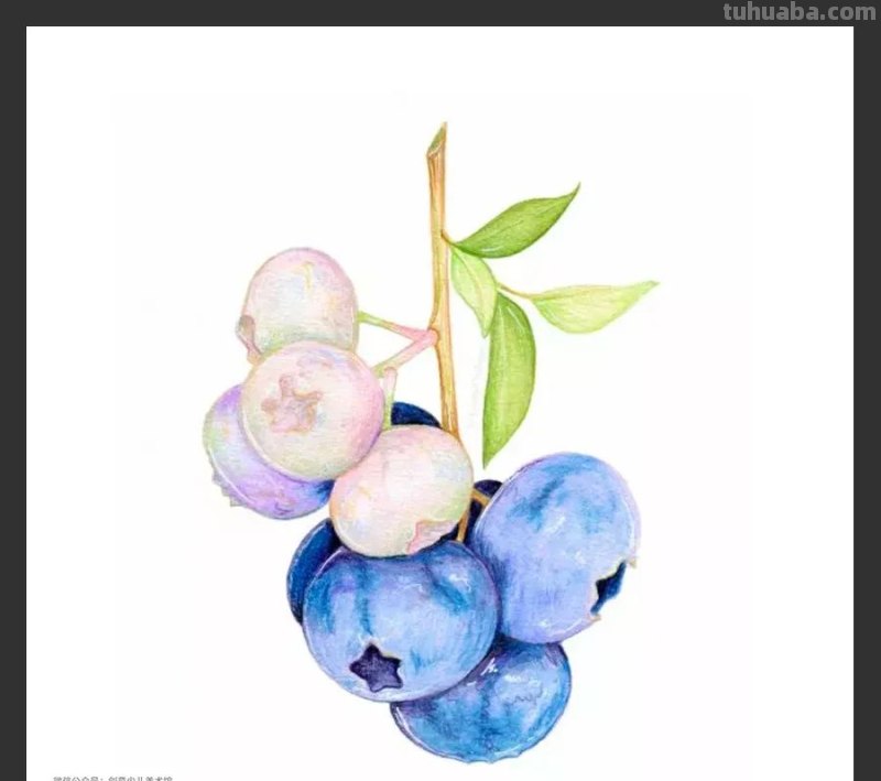 绘画素材｜单个静物彩铅画，每一张都是临摹的好素材