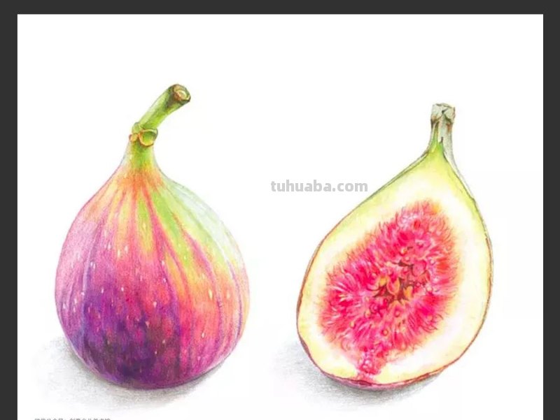 绘画素材｜单个静物彩铅画，每一张都是临摹的好素材