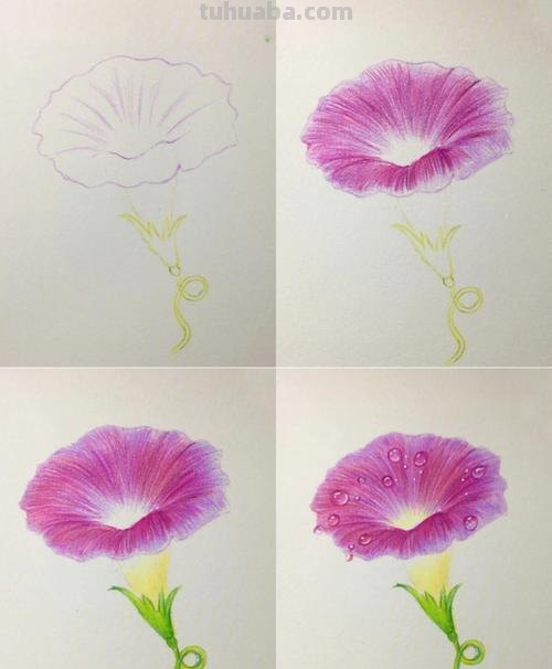 怎么画彩铅牵牛花 花的彩铅画?