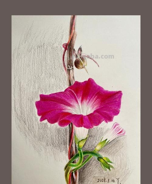 怎么画彩铅牵牛花 花的彩铅画?
