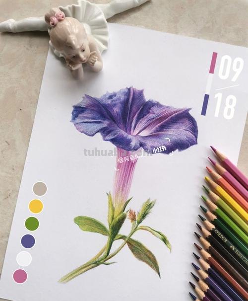 怎么画彩铅牵牛花 花的彩铅画?