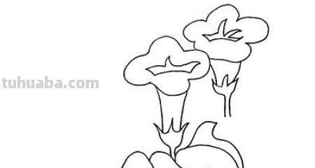 怎么画彩铅牵牛花 花的彩铅画？