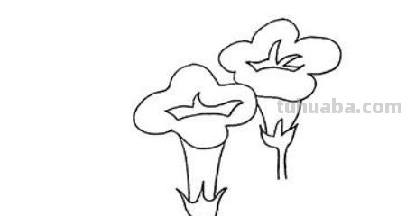 怎么画彩铅牵牛花 花的彩铅画？