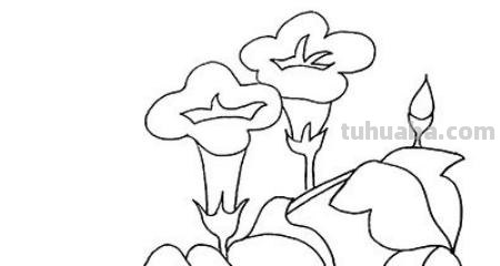 怎么画彩铅牵牛花 花的彩铅画？