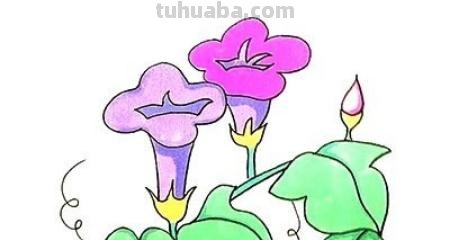 怎么画彩铅牵牛花 花的彩铅画？