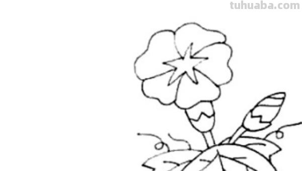 怎么画彩铅牵牛花 花的彩铅画？