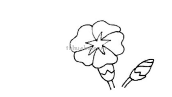 怎么画彩铅牵牛花 花的彩铅画？