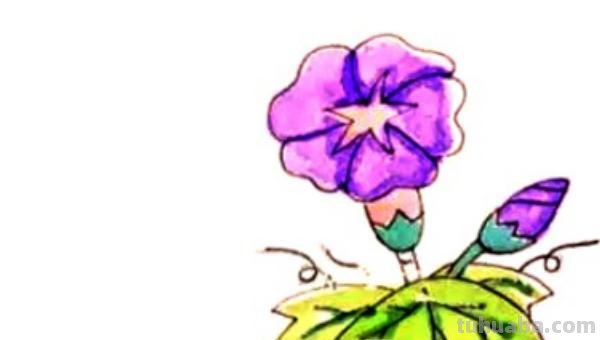 怎么画彩铅牵牛花 花的彩铅画？