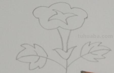 怎么画彩铅牵牛花 花的彩铅画？