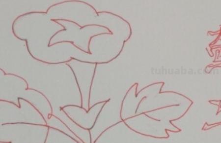 怎么画彩铅牵牛花 花的彩铅画？