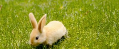 朱迪尼克出警 cosplay的意义 - 图画吧TUHUABA