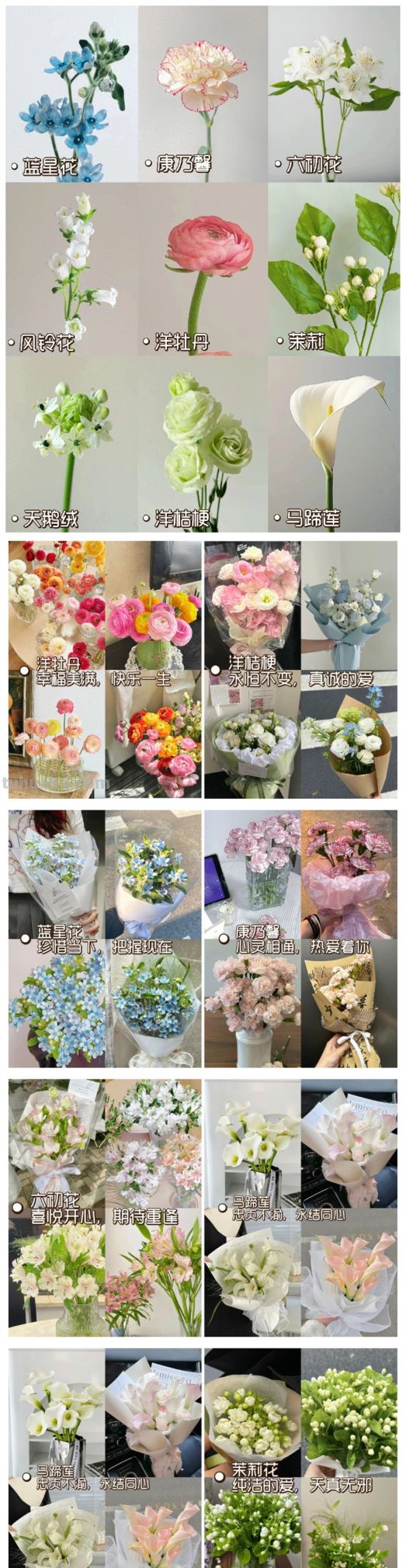 那些虽然小众,但花语很美的花卉 - 今日头条 那些虽然小众,但花语很美的花卉 - 图画吧TUHUABA