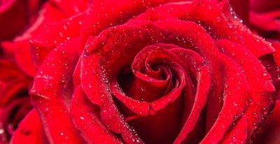 十种花语及寓意 - 今日头条