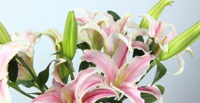 十种花语及寓意 - 图画吧TUHUABA