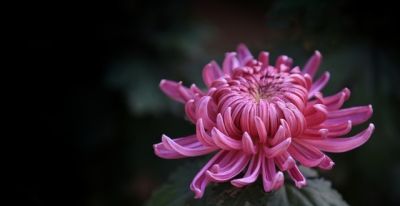 十种花语及寓意 - 图画吧TUHUABA