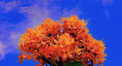 十种花语及寓意 - 图画吧TUHUABA