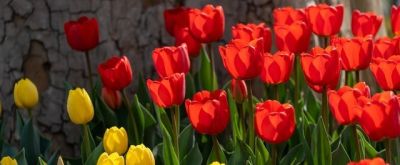 十种花语及寓意 - 图画吧TUHUABA