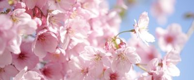 十种花语及寓意 - 图画吧TUHUABA