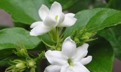 十种花语及寓意 - 图画吧TUHUABA