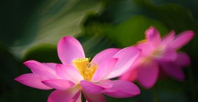 十种花语及寓意 - 图画吧TUHUABA