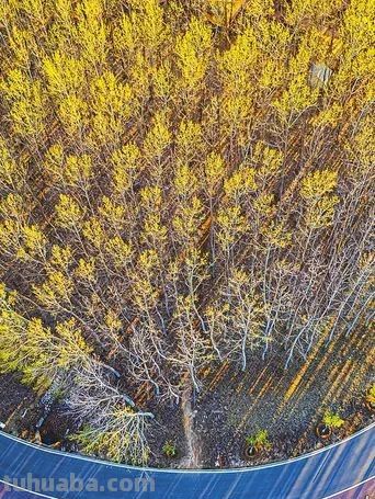 不懂花语何谈赏花？15种山西常见花花语奉上！ - 图画吧TUHUABA