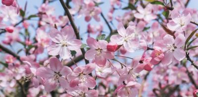 不懂花语何谈赏花？15种山西常见花花语奉上！ - 图画吧TUHUABA