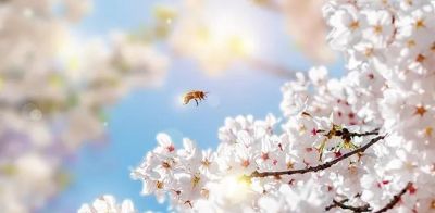 不懂花语何谈赏花？15种山西常见花花语奉上！ - 图画吧TUHUABA