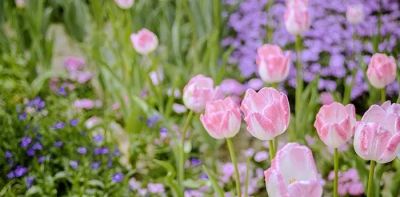 不懂花语何谈赏花？15种山西常见花花语奉上！ - 图画吧TUHUABA