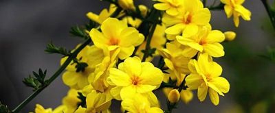 不懂花语何谈赏花？15种山西常见花花语奉上！ - 图画吧TUHUABA